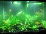 20G Planted Cichlid Aquarium w/Co2 [Update 1]