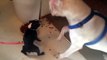 Funny animals Little Dog Refuses to Share His Lunch