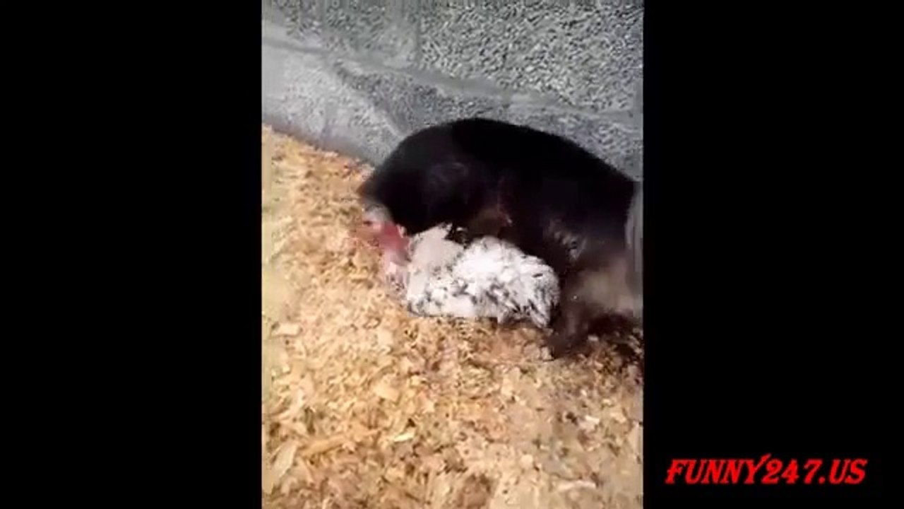Funny Dog Humping Chicken Compilation