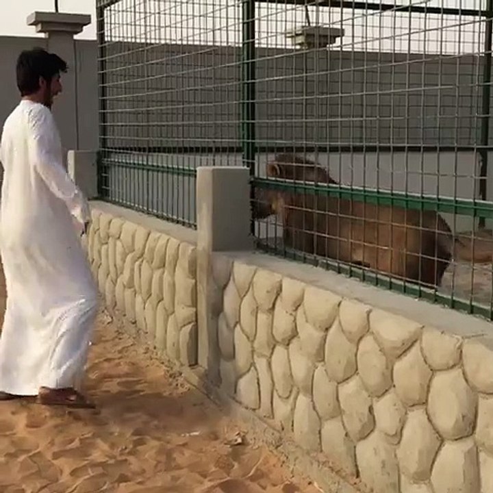 Faire le malin avec un lion en cage puis en face de soi