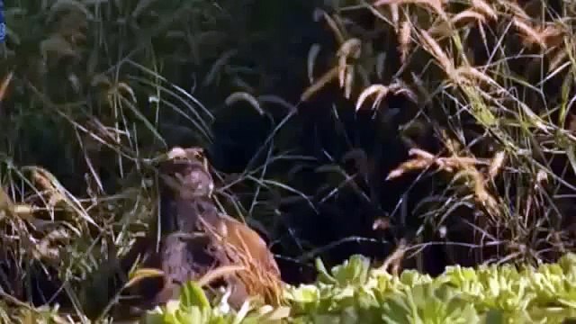 Cocodrilos Ataques Reales de Cocodrilos Especial