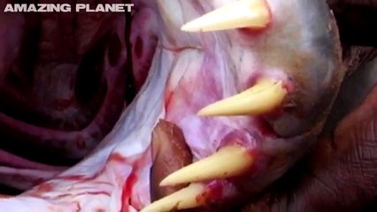 THE WORLD'S LARGEST AND MOST DANGEROUS PREDATORS (documentary) wildlife/animals/science