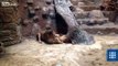 Lion kills lioness in Polish zoo