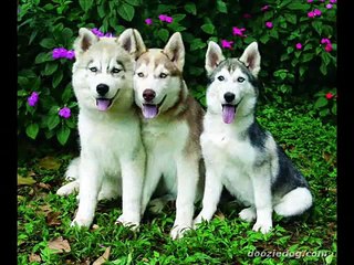 Siberian Huskies!!!!