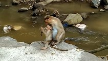 Monkey Mom Taking Care Of Her Child - Animal Planet - Nature Documentary HD