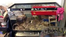 ~~Time Lapse: Cleaning the Gerbil Tank #2 ~~
