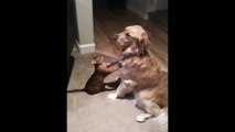 Funny animals Cutest Cat And Dog Video Ever