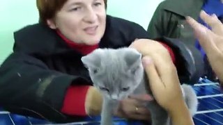 Выставка кошек в Минске 1