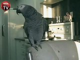 Beatbox yapan papağan