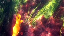 Snorkeling underwater with garibaldi fish