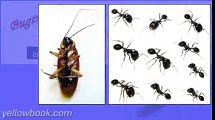 Bugtime's Termite and Pest Control & Do It Yourself Pest Control Products - Humble, TX