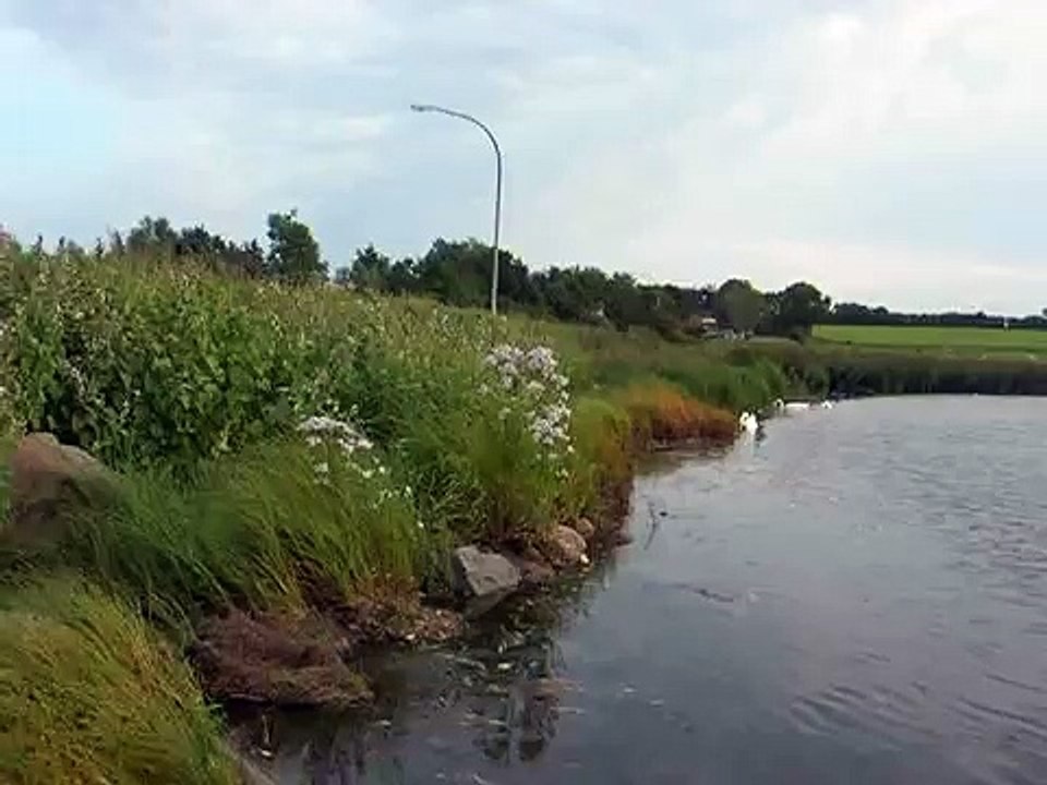schwäne abends binnensee sehlendorf