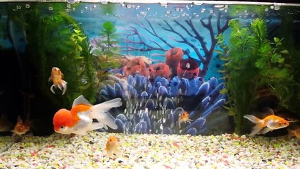 Goldfish.altin balik,akvaryum.2