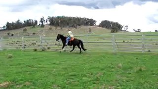 Tennessee Walking Horse - Canter - Sally in the arena