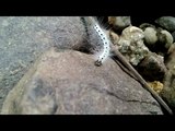 Amazing Beautiful White Caterpillar Animal On Ground - Animal Planet - Nature Documentary HD
