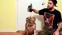 Pit bull shows off balancing skills with red wine