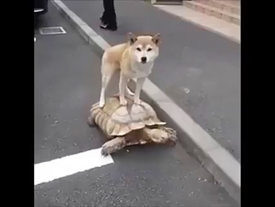 incredible