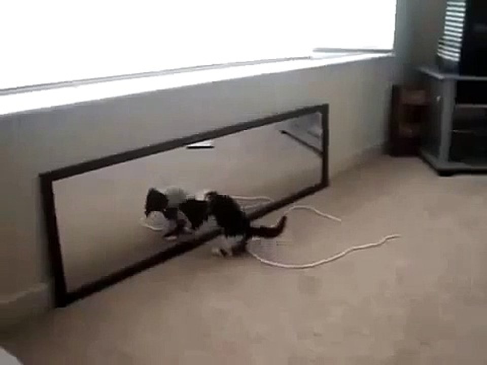 Very FunnyKitty mirror mirror HD