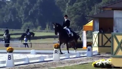 Latvian dressage horse Luga