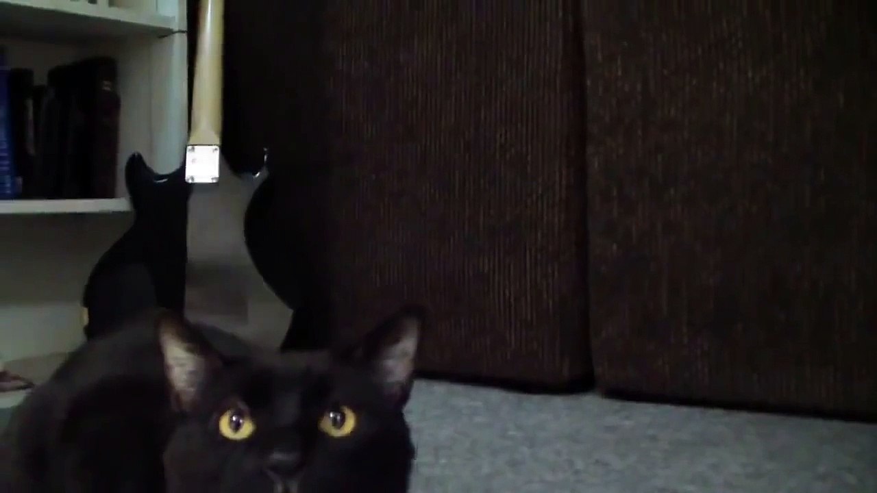 Talking Kitty Demon Cat 2013