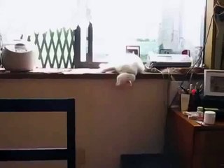 Super Lustige Videos Müde Katze Fail