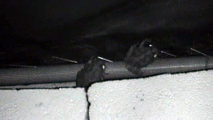 Gray Tree Frog Fighting II