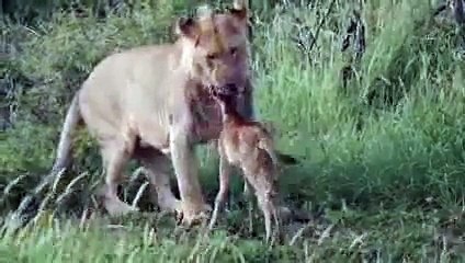 Lion saves calf- Lion protects prey and saves from another lion attack