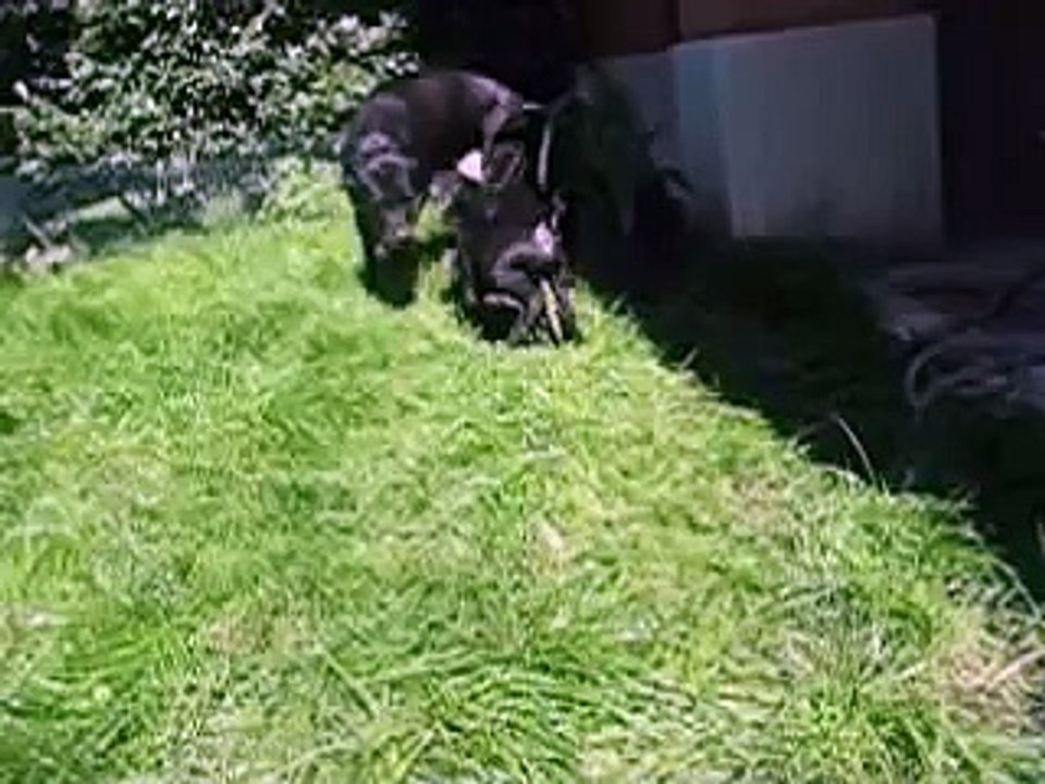 Claretta e i Bastardini