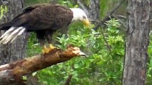 SWFL Eagles_What A Fishing Day For FV !! 06-02-15
