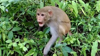 Hungry Monkey Getting Angry - Animal Planet - Nature Documentary HD
