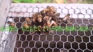 大雀蜂を攻撃する蜜蜂