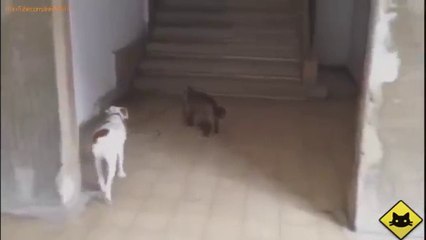 Funny Cat Videos - Funny Animals Pets LOL