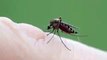 OMG !! Mosquito filled herself with blood   Комар заправился кровью до отказа!