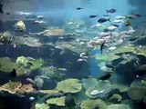 SIAM PARAGON OCEAN WORLD BANGKOK Stora akvariet