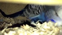 Budgie Laying 4th Egg In Nest Box!! :)