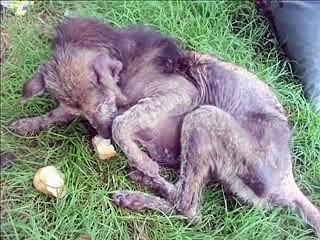 HOSPITAL VETERINARIO