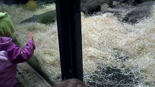 Entspannter Bonobo im Frankfurter Zoo