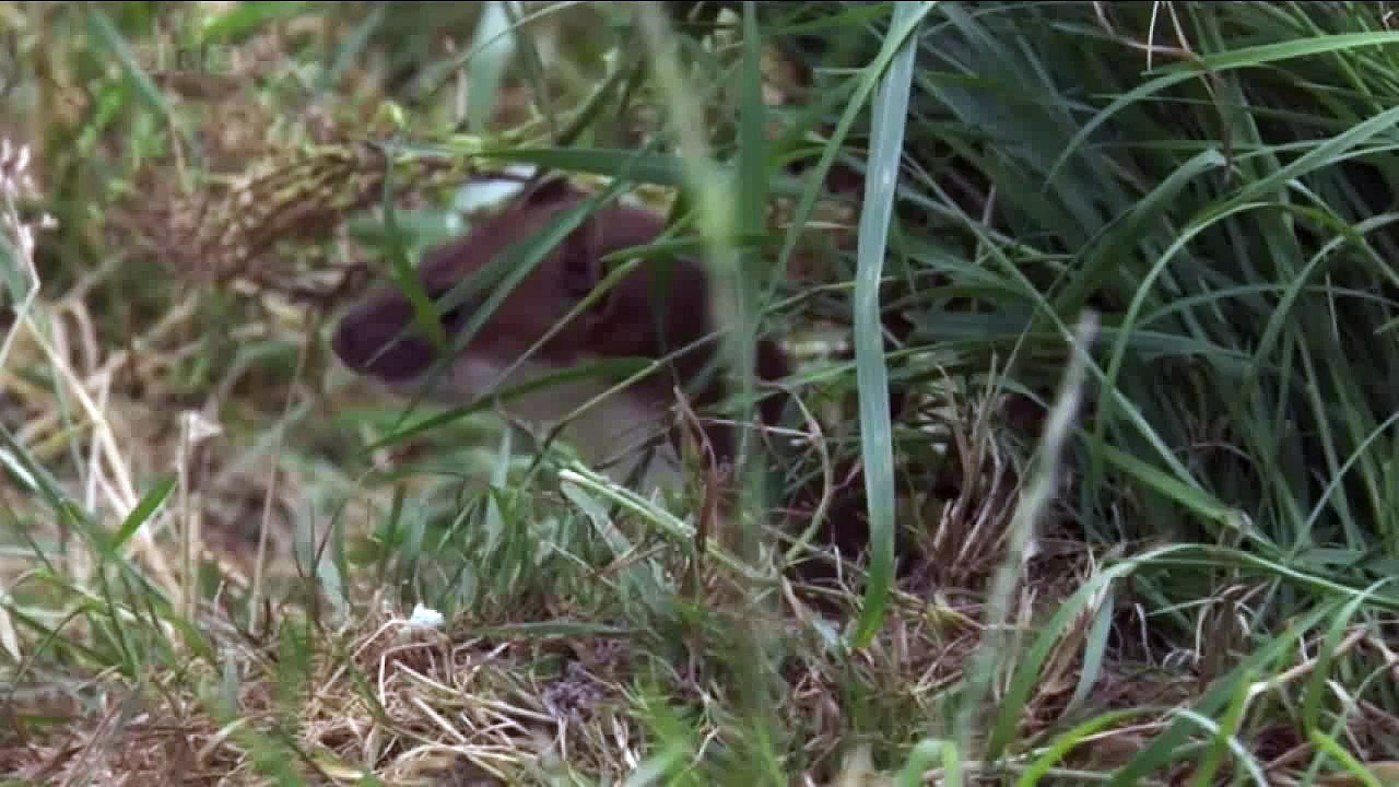 coelho vs arminho HD