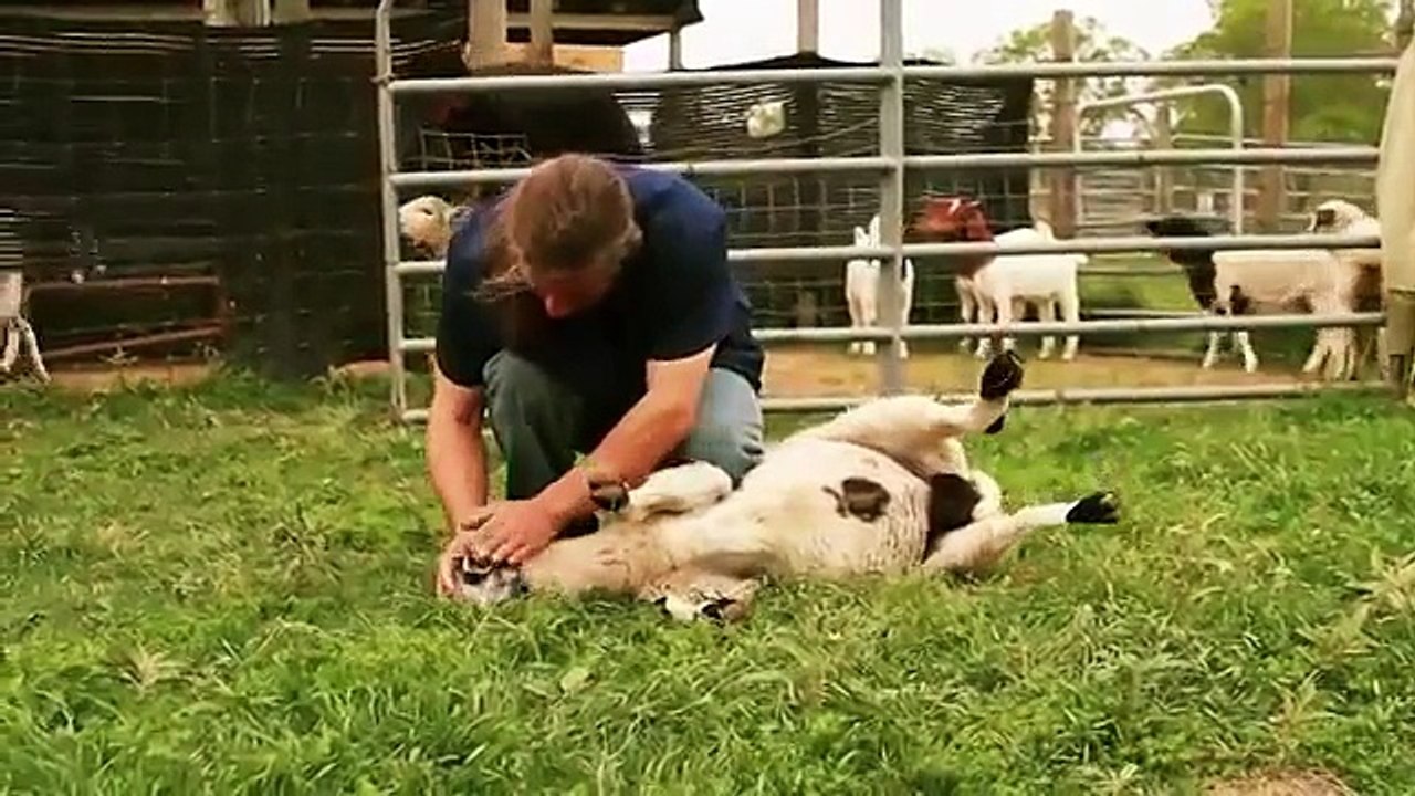 Mercy Halal Islamic Slaughter Part 1