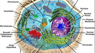 animal cell vesicle