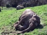 Lower your Blood Pressure-Watch Gypsy and Wanda Sleeping