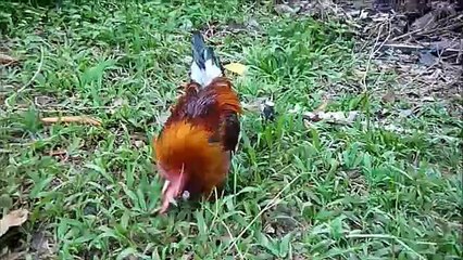 Ayam hutan Si Bulat vs Si Kecik