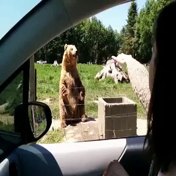 Rejected Cartoons If bears could talk...
