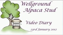 Alpaca cria weaning in 2012 at Wellground Alpaca Stud