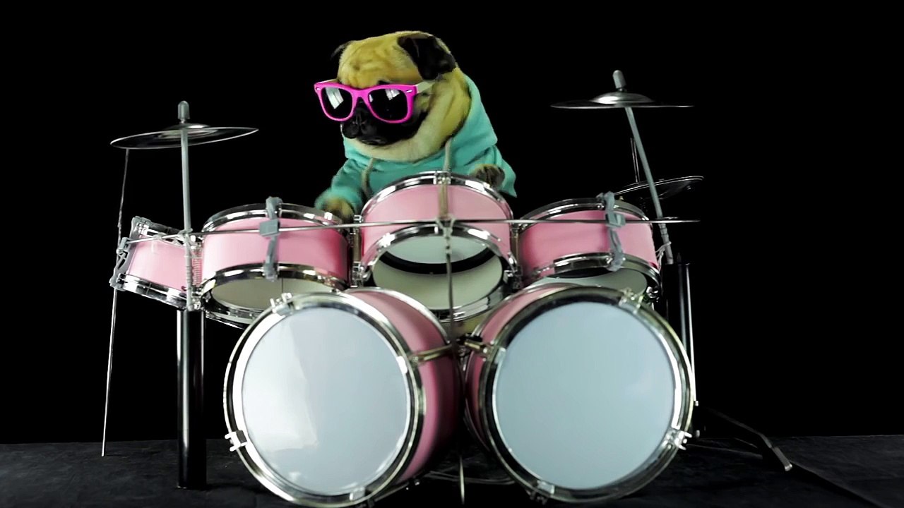 Un chien qui joue à la musique Enter Sandman