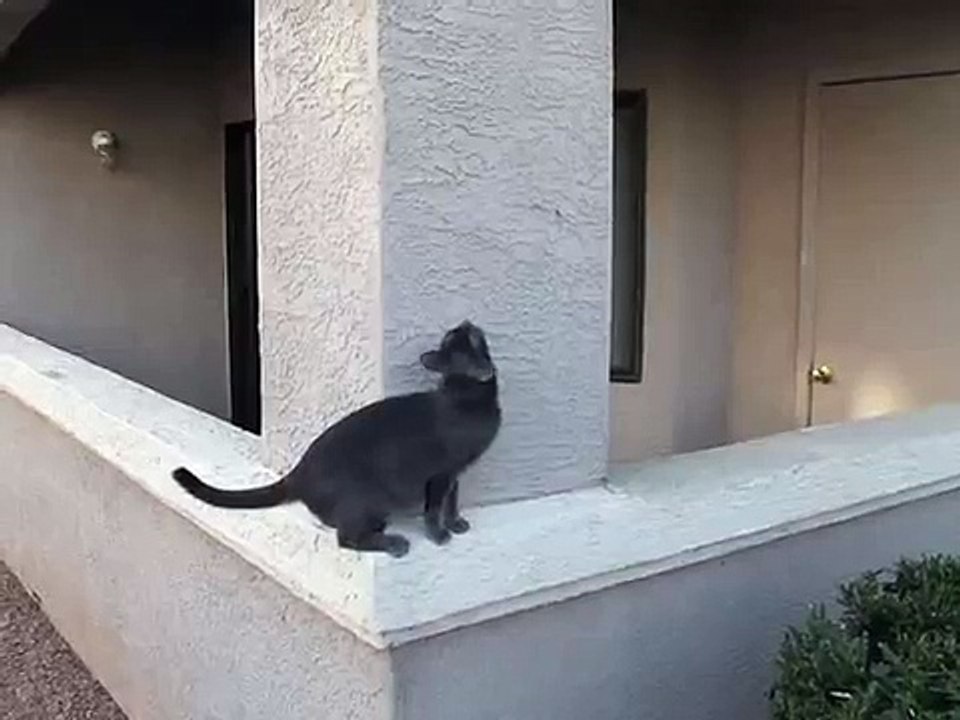Cat Climbs Wall