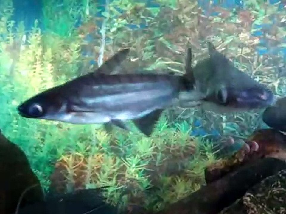 SILURIFORMES