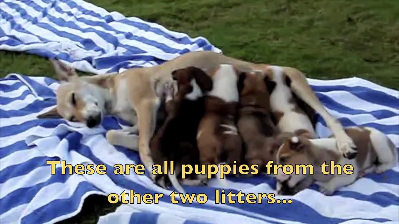 Brutally beaten to death!!! Heart breaking..Animal abuse!