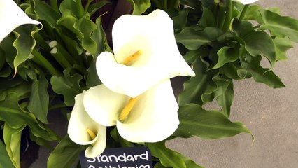 Download Video: White Calla Lily Aethiopica  Classic Large White Calla Lilies