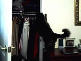 Norwegian Forest Cat Talking to Closet